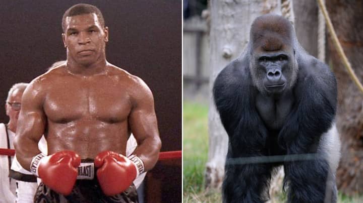 Mike Tyson Genuinely Tried To Fight A Silverback Gorilla For 10 000 Sportbible